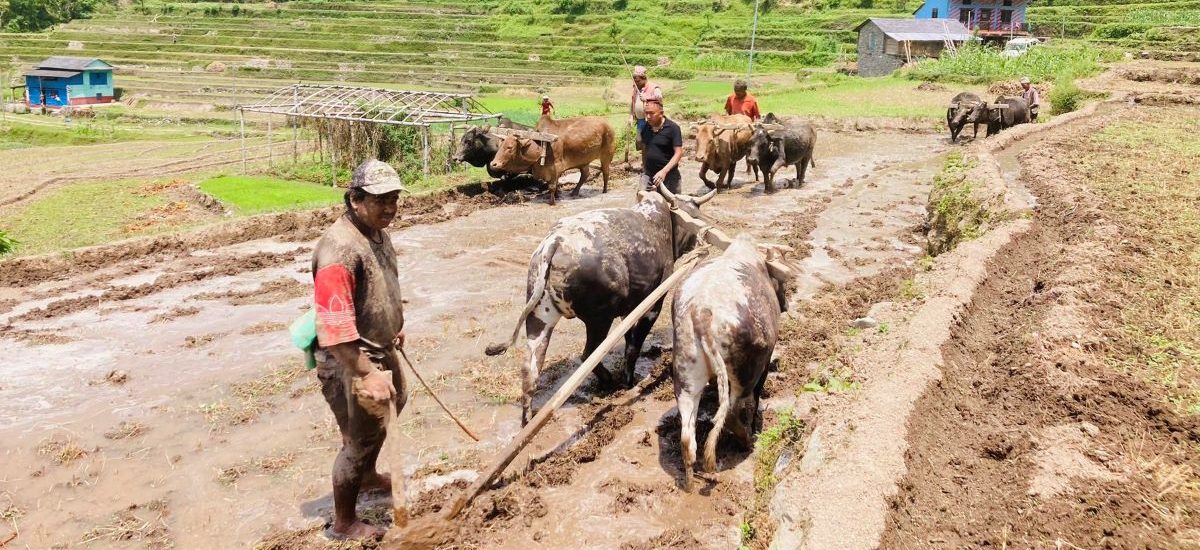 पर्सामा ६० प्रतिशत रोपाइँ