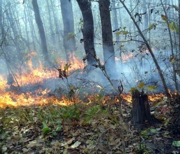 बाँकेको विभिन्न सामुदायिक वनमा डढेलो, ५ हजार हेक्टर बढी क्षेत्रफलमा आगो सल्कियो