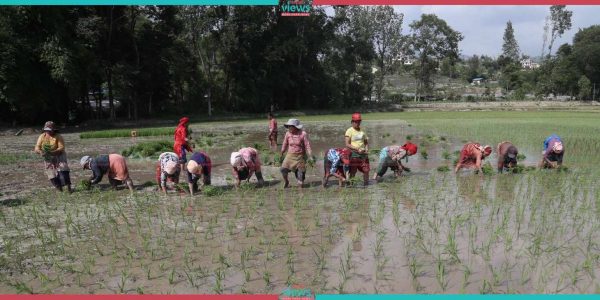 काठ क्षेत्रका टारी खेतमा रोपाइँ सुरु (तस्वीरहरू)