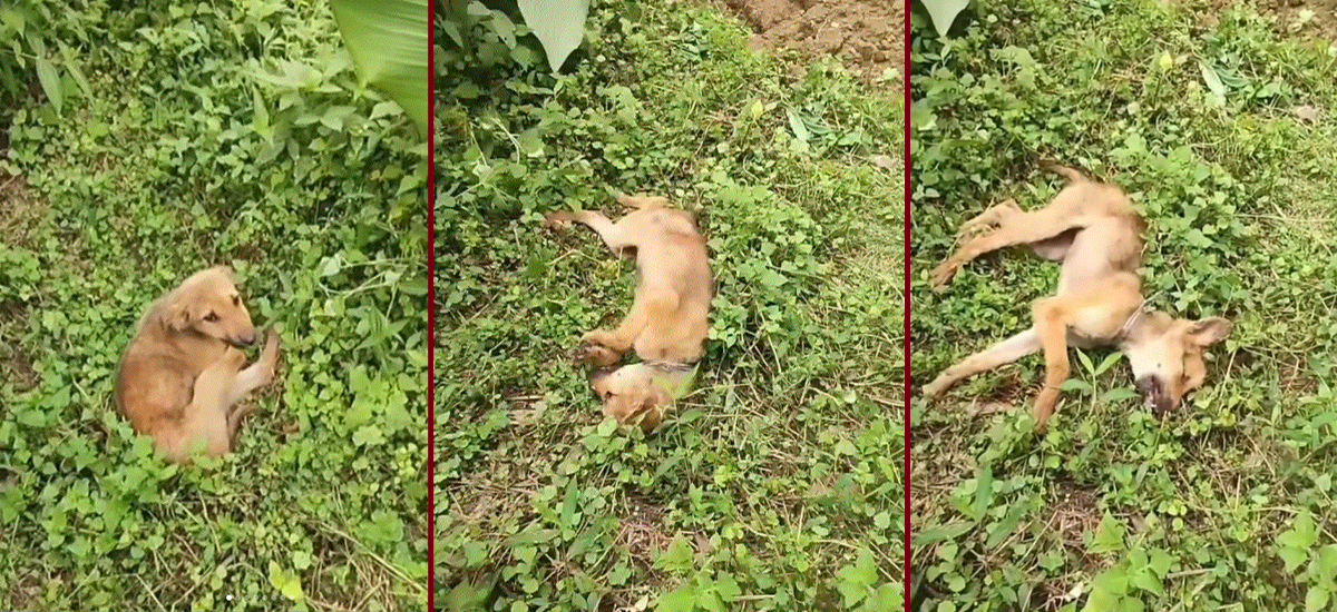 जिउँदै खाल्डोमा पुरेर कुकुरको बच्चाको हत्या, तीन जना पक्राउ