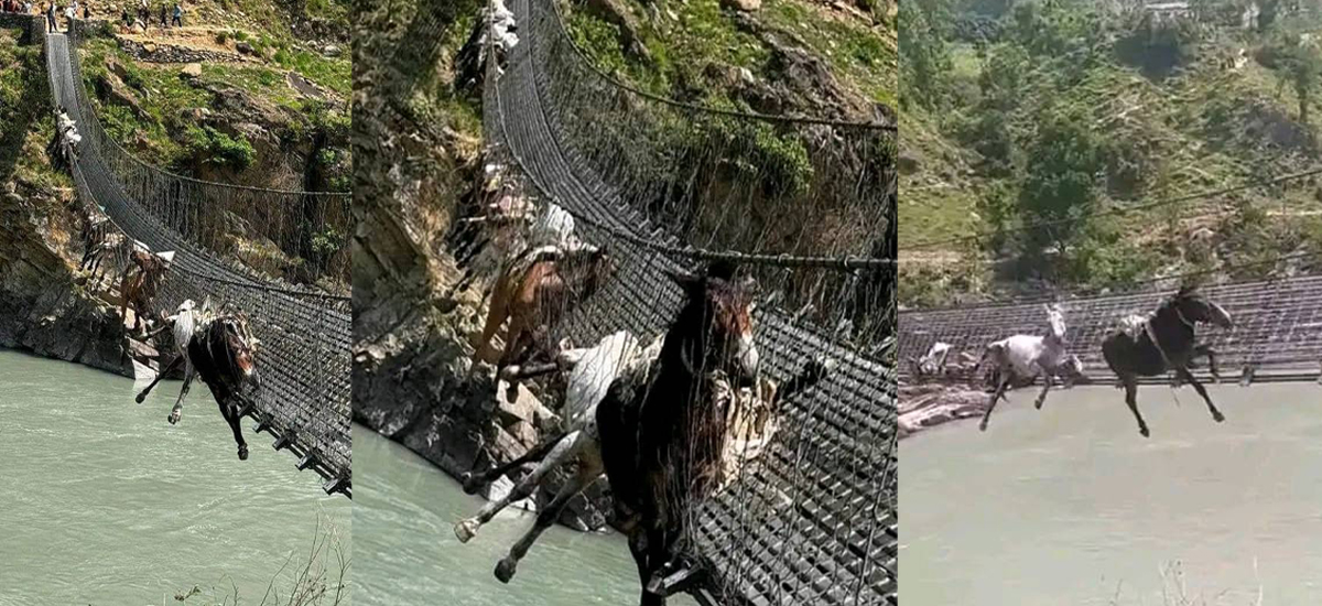 चुँडिएको पुलको जाली काटेर कर्णाली नदीमा खसालियो खच्चर, २ वटालाई बचाउन सकिएन