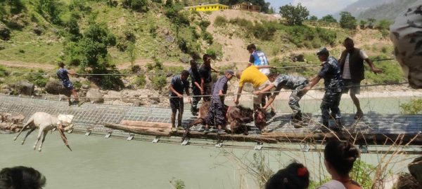 चुँडिएको पुलमा खच्चरको उद्धारपछि आवतजावत बन्द : स्कुल गएका विद्यार्थी पाएनन् घर फर्किन