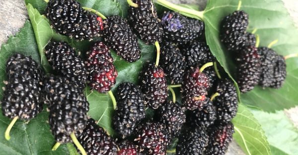 छालाका लागि एकदमै राम्रो फल किम्बु