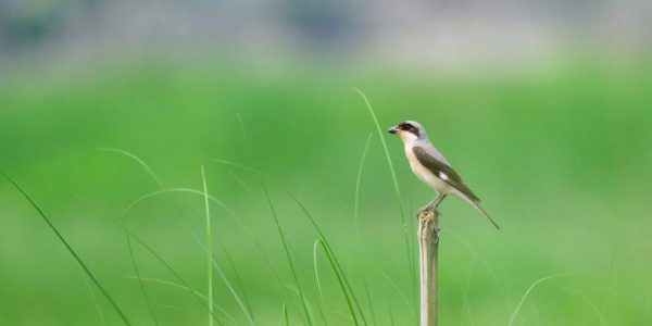 विदेशी रैथाने चरा ‘लेसर ग्रे स्राइक’ मनोहरामा पहिलो पटक देखियो