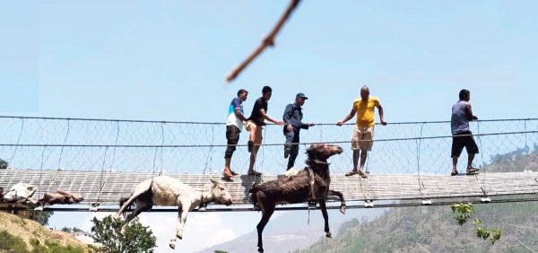 खच्चर अड्किएको पुल सिल गरियो, आवतजावत बन्द, विकट गाउँमा नुनतेल पुर्‍याउन कठिन