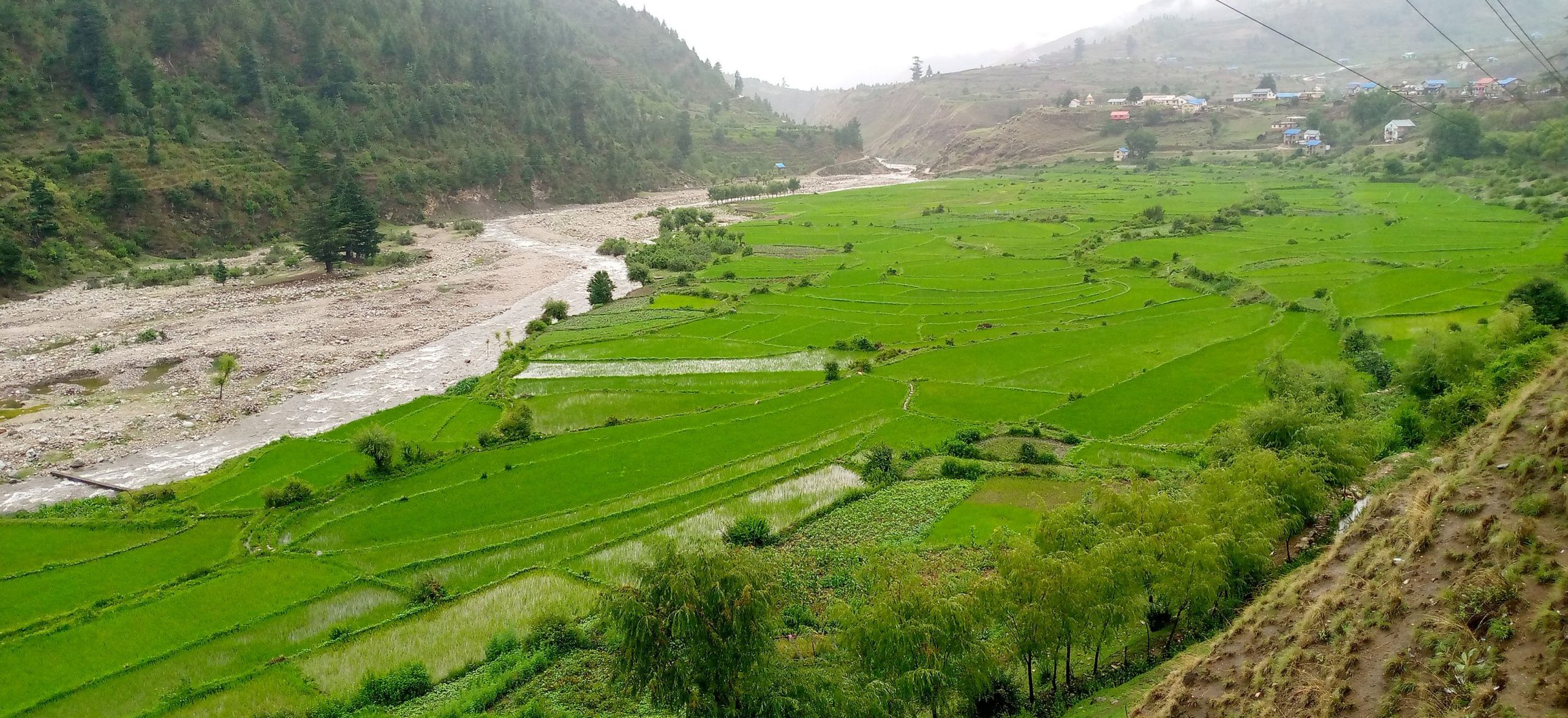 देशभर ५ लाख ३९ हजार हेक्टर क्षेत्रफलमा रोपाइँ