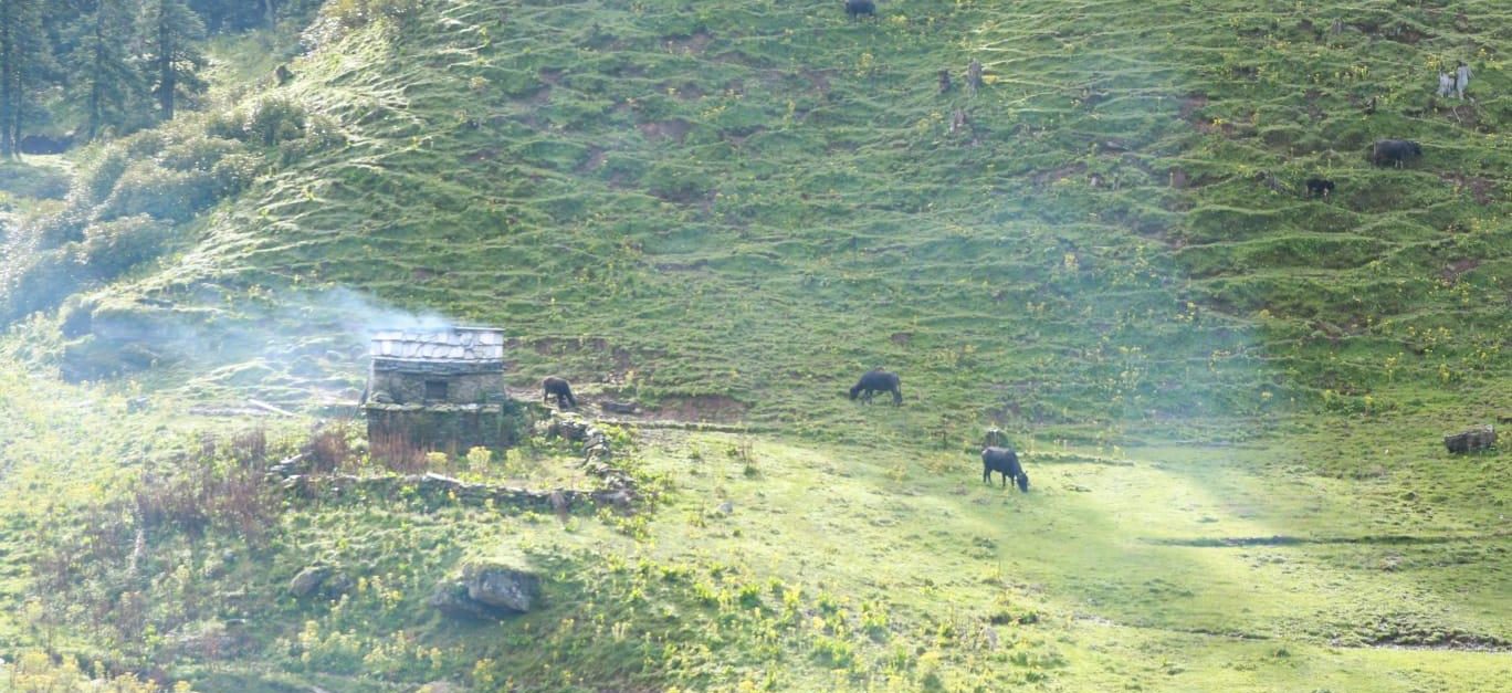 जहाँको दूध बिक्री हुँदैन, किसानलाई गोठालो भत्ता दिइन्छ