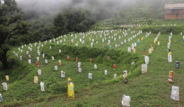 व्यावसायिक लोठसल्ला खेतीमा भोजपुरका किसान आकर्षित