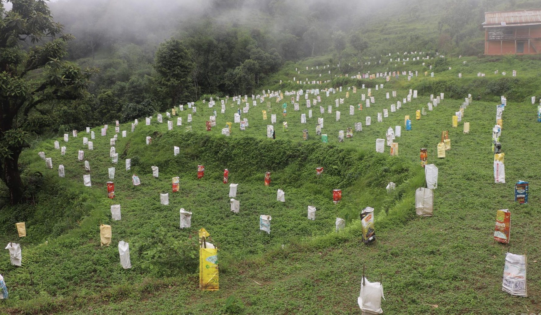 व्यावसायिक लोठसल्ला खेतीमा भोजपुरका किसान आकर्षित
