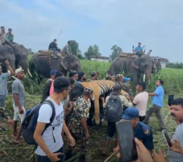 युवती मार्ने नरभक्षी बाघ नियन्त्रणमा लिइयो
