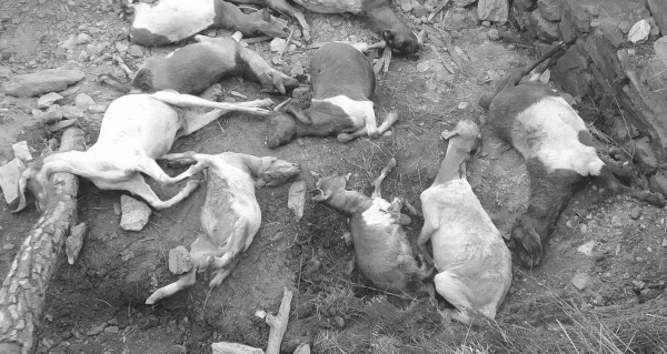 भूकम्पले चिरा परेको घर भत्किँदा २२ बाख्रा मरे