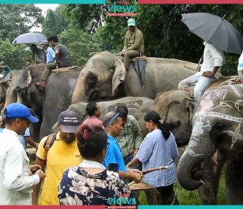 मानव–हात्ती द्वन्द्व : डेढ दशकमा ७२ जना र २५ हात्तीको मृत्यु