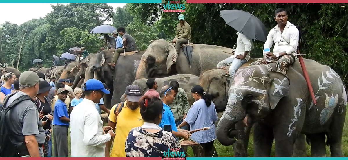 मानव–हात्ती द्वन्द्व : डेढ दशकमा ७२ जना र २५ हात्तीको मृत्यु