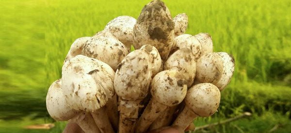 जङ्गलमा पाइने यो तरकारीमा हुन्छ मासुमा भन्दा धेरै पोषण