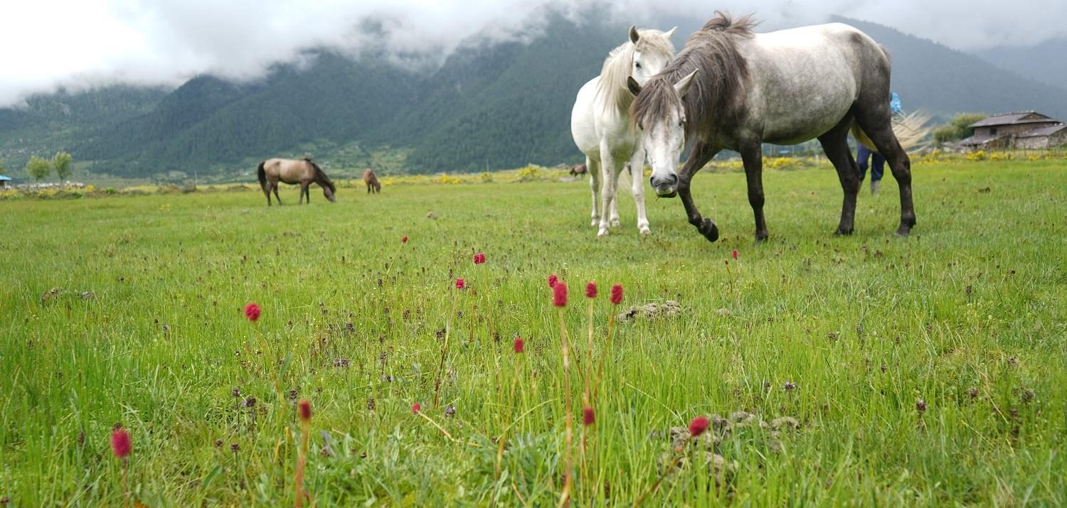 पर्यटक लोभ्याउँदै ढोरपाटनको ‘बुकी’
