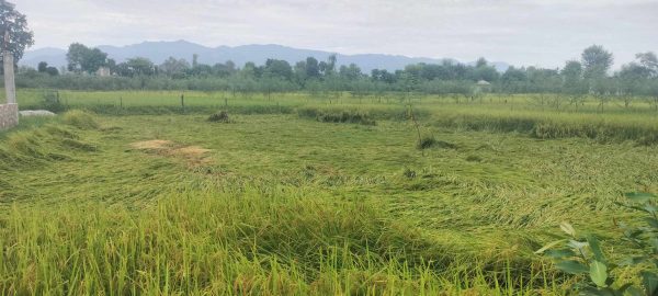लुम्बिनीमा कृषि उत्पादन ह्रास, खाद्यान्न बालीमा भने वृद्धि
