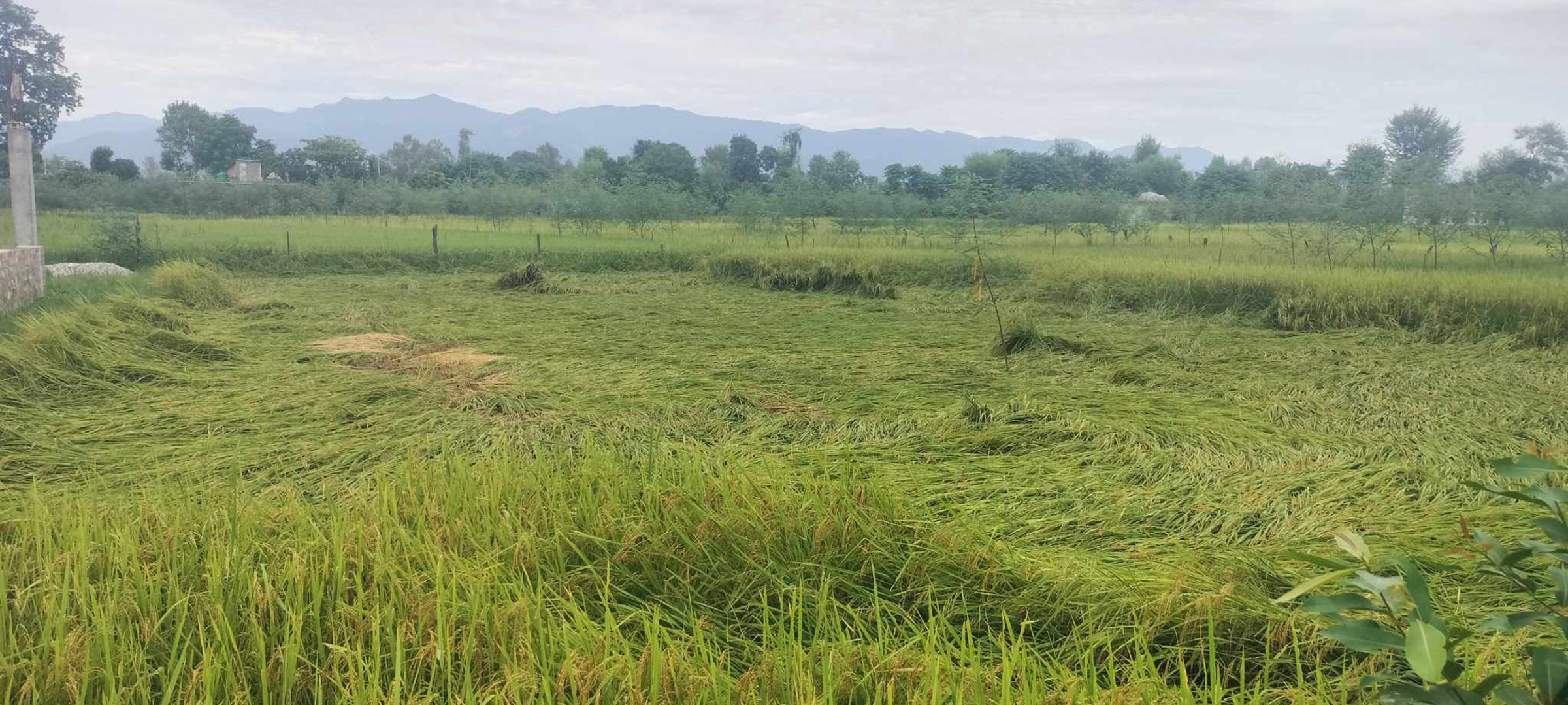 लुम्बिनीमा कृषि उत्पादन ह्रास, खाद्यान्न बालीमा भने वृद्धि