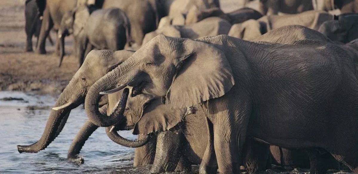 जिम्बाब्वेको आपत्‌कालीन निर्णय : ७ करोड मानिसको भोक मेटाउन २०० हात्तीको बलि