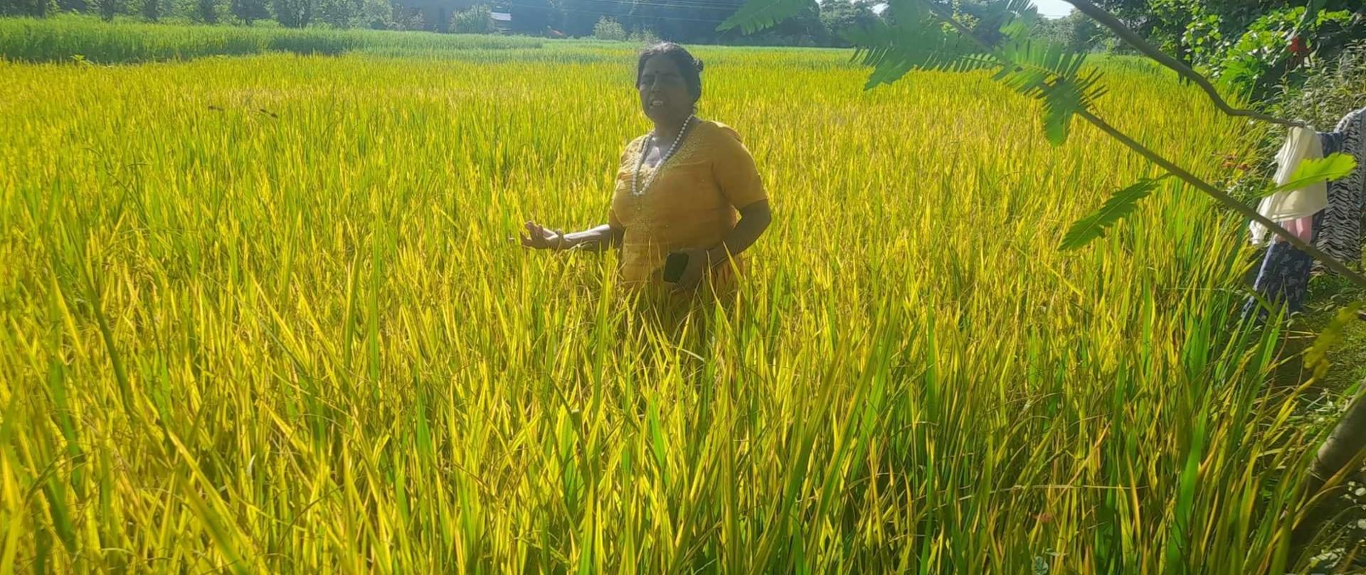 पसाउन लागेका धान सुक्न थालेपछि कृषक चिन्तित