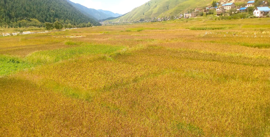 बाँकेमा धान उत्पादनमा वृद्धि