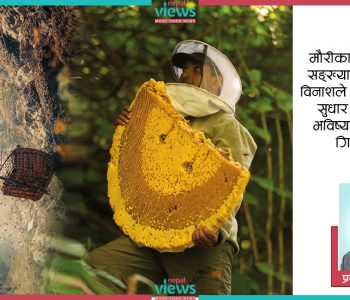 नेपालको भिरमौरी मह बन्न सक्छ न्युजिल्यान्डको ‘म्यानुका मह’ ?