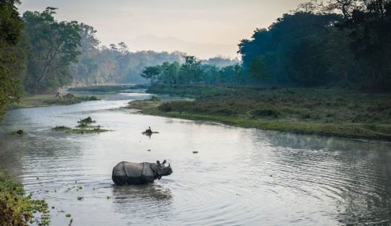 पाँच महिनामा १२ गैँडा मृत भेटिए