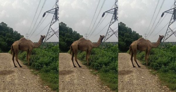 सिन्धुलीमा भेटिएको उँट सर्लाहीमा पालिएको, वन कार्यालय भन्छ- चर्दाचर्दै अर्को जिल्ला पुगेछ