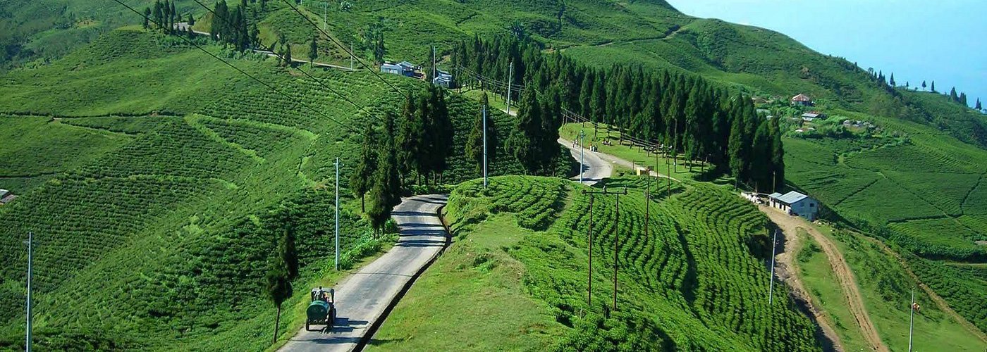 इलाममा उत्पादित तयारी चियाको माग बढ्यो तर, उत्पादन घट्यो