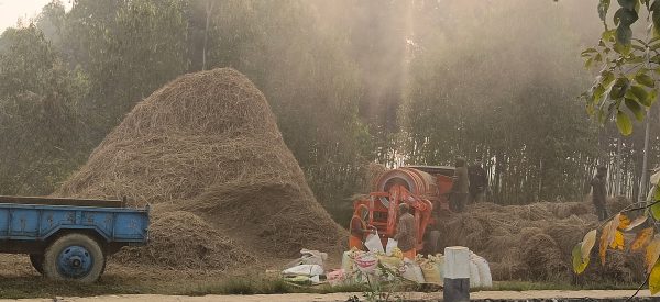 कृषिमा भित्रिएको आधुनिकताले लोप हुँदै दाइँ गर्ने परम्परा