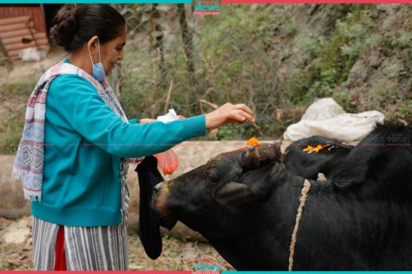 गाईको पूजा गरी गाईतिहार मनाइँदै (तस्वीरहरू)