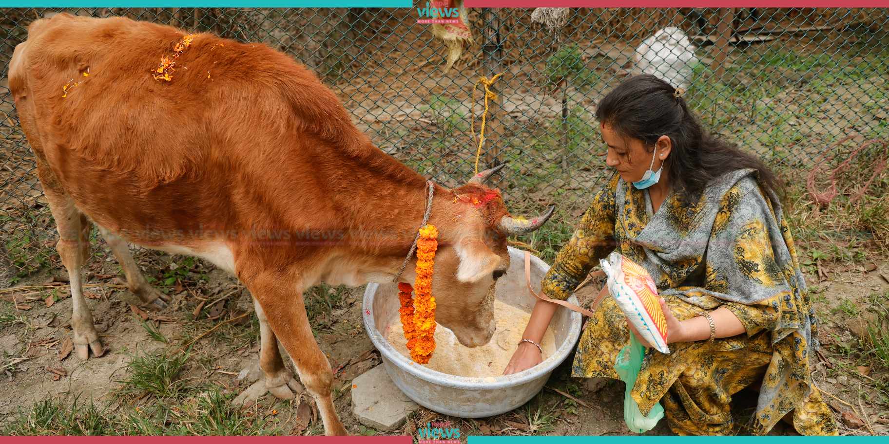 गाईको पूजा गरी गाईतिहार मनाइँदै (तस्वीरहरू)