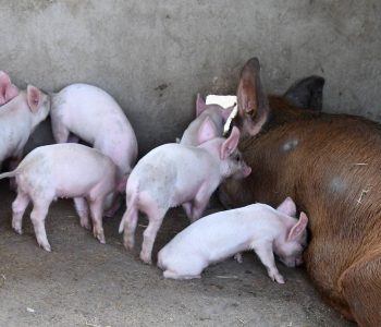 अफ्रिकन स्वाइन फिभरका कारण ३६ बङ्गुरको मृत्यु