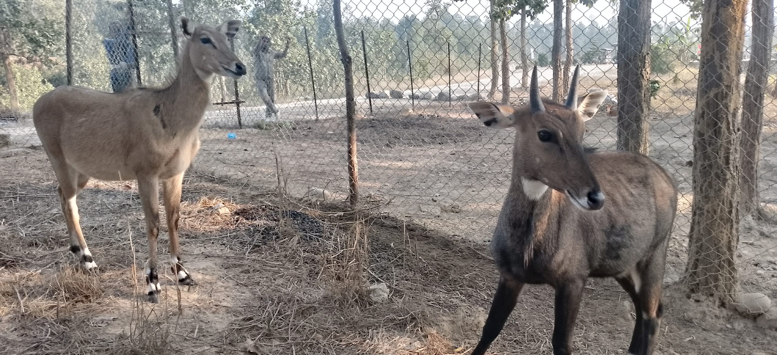 उदयपुरमा वन्यजन्तुको उद्धार, उपचार तथा पुनःस्थापना केन्द्र स्थापना
