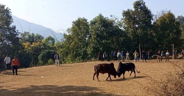 परेवाडाँडामा जुधे २० वटा गोरु, विजेतालाई १५ हजार