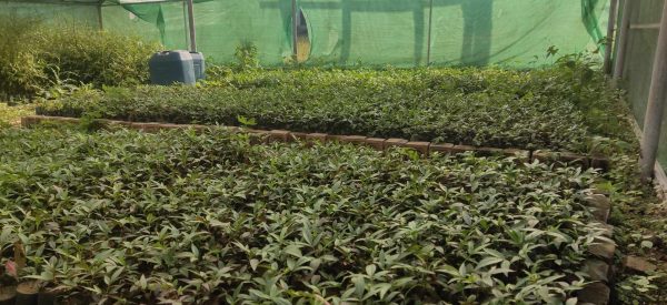 टिमुरका बिरुवा बिक्री गरेर वार्षिक दुई लाख आम्दानी