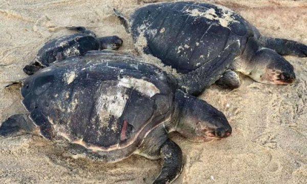 बङ्गलादेशमा ८० भन्दा बढी कछुवाको मृत्युबारे अनुसन्धान