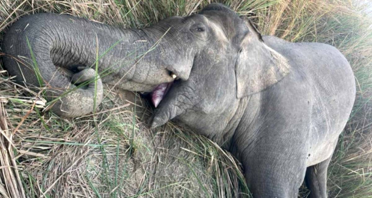 आर्मीको गोलीबाट जंगली हात्ती मकुनाको मृत्यु