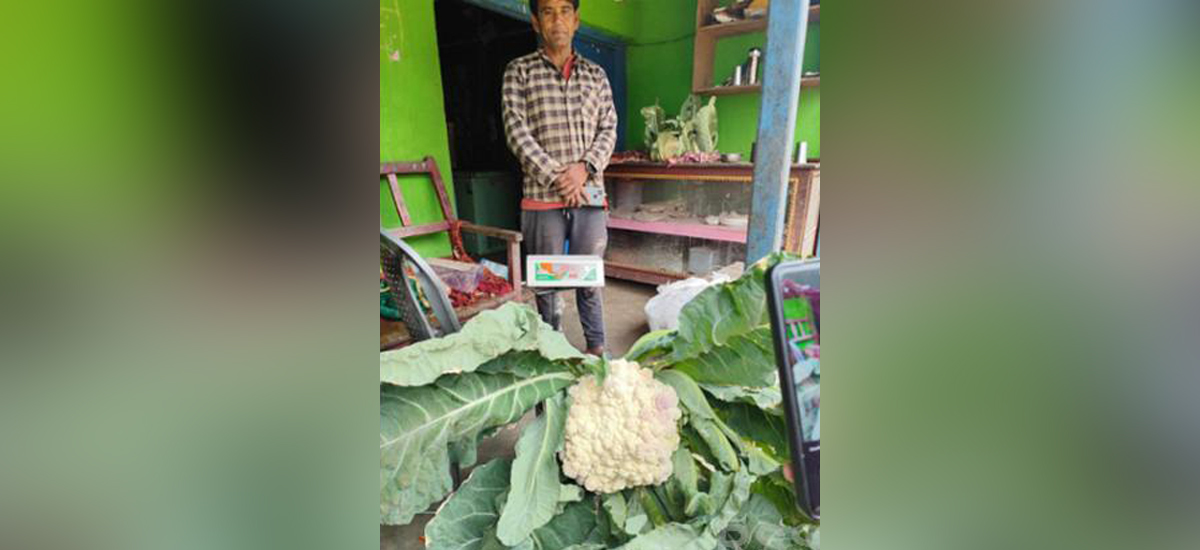 १२ किलोको काउली फलाएका पदम भन्छन् – विदेश जाने सोच कहिल्यै आएन