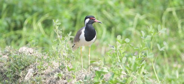 आहाराको पर्खामा हुटिट्याउ