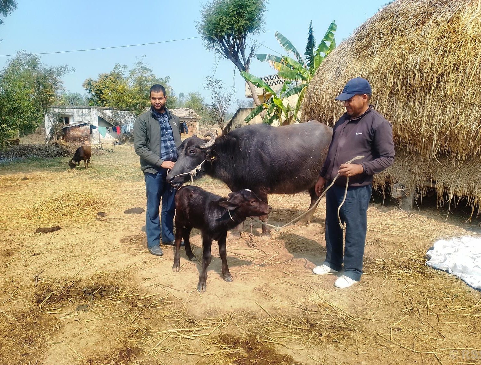 मुर्रा राँगा : नस्ल सुधार कार्यक्रम सफल