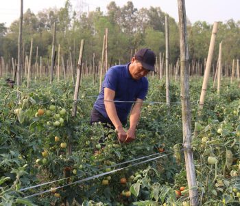 सागसब्जी बेचेर मासिक एक लाख आर्जन