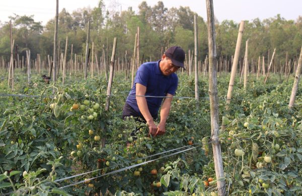 सागसब्जी बेचेर मासिक एक लाख आर्जन