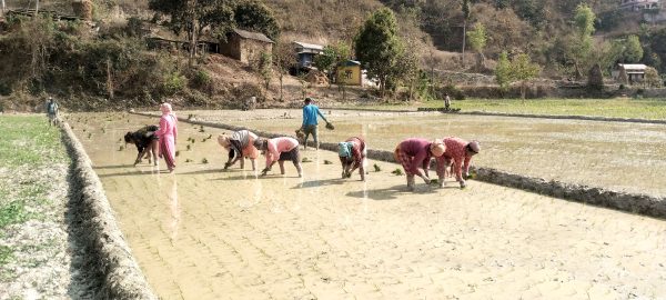 ‘सिँचाइको अभाव हुँदा किसान चैते धानखेती गर्न आकर्षित भएनन् ’