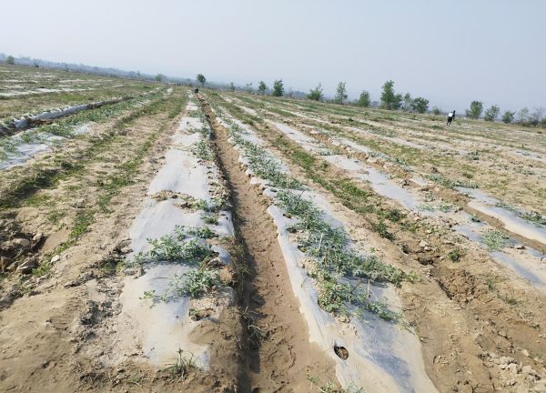 विदेशबाट फर्केर बगरमा तरबुजाखेती