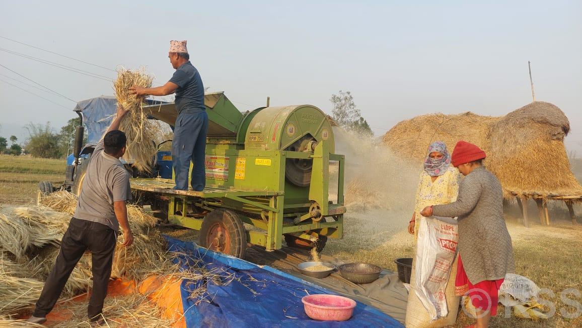 दाङका किसानलाई बाली भित्र्याउन भ्याइनभ्याइ, यन्त्रको प्रयोग बढाइँदै