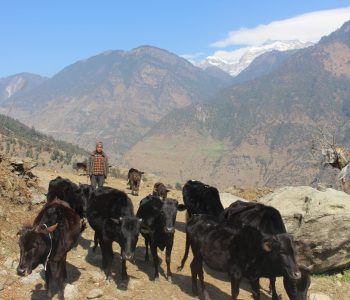 मुना क्षेत्रमा बुढापाकाले मात्रै धानेको घुम्ती गोठ परम्परा