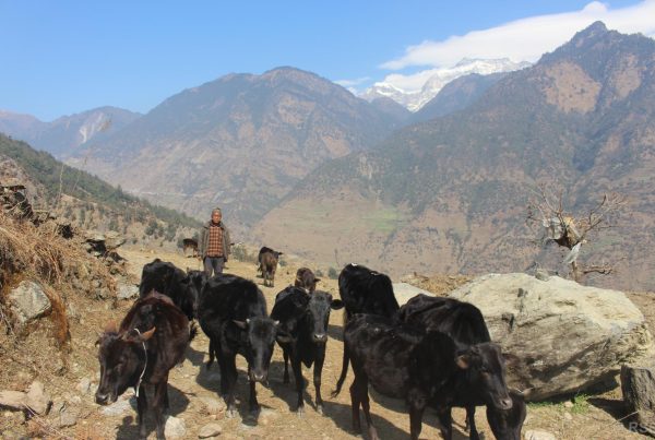 मुना क्षेत्रमा बुढापाकाले मात्रै धानेको घुम्ती गोठ परम्परा