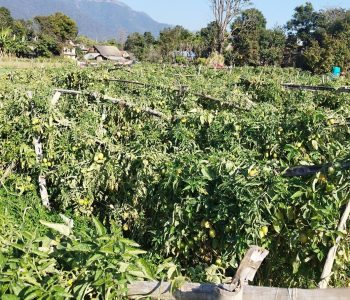 समूहबाट आर्थिक समृद्धि खोज्दै दाङका महिला
