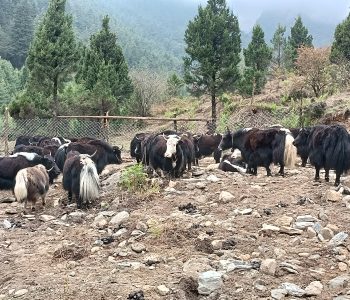 मुस्ताङ घट्टेखोलामा चौँरी मेला