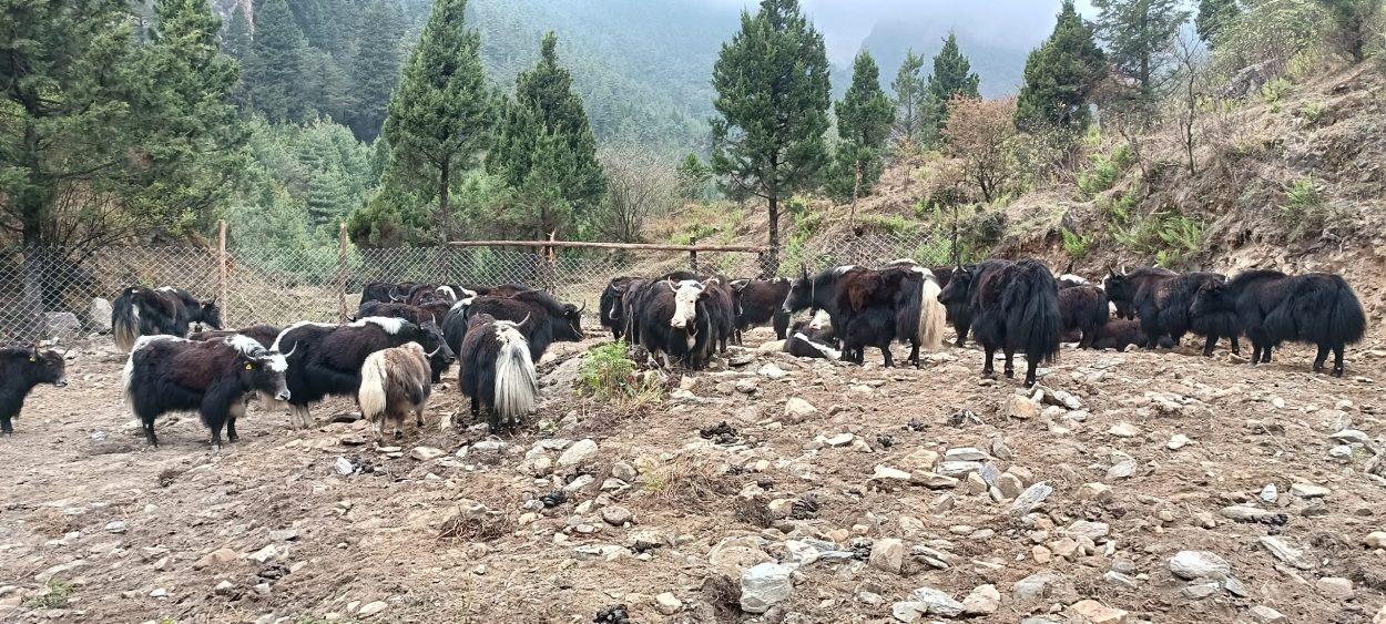 मुस्ताङ घट्टेखोलामा चौँरी मेला